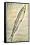 William Clark's Sketch of a Trout in the Lewis and Clark Expedition Diary-null-Framed Stretched Canvas