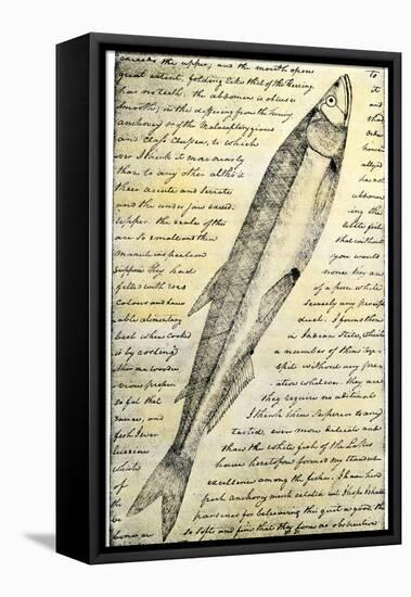 William Clark's Sketch of a Trout in the Lewis and Clark Expedition Diary-null-Framed Stretched Canvas