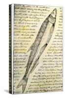 William Clark's Sketch of a Trout in the Lewis and Clark Expedition Diary-null-Stretched Canvas