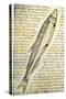 William Clark's Sketch of a Trout in the Lewis and Clark Expedition Diary-null-Stretched Canvas