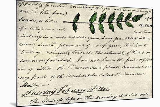 William Clark's Sketch of an Evergreen Shrub Leaf in the Lewis and Clark Expedition Diary, c.1806-null-Mounted Giclee Print
