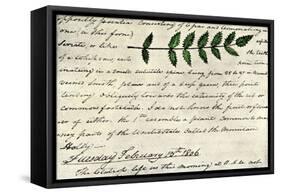 William Clark's Sketch of an Evergreen Shrub Leaf in the Lewis and Clark Expedition Diary, c.1806-null-Framed Stretched Canvas