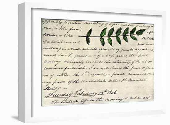 William Clark's Sketch of an Evergreen Shrub Leaf in the Lewis and Clark Expedition Diary, c.1806-null-Framed Giclee Print