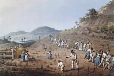 The Millyard, from 'ten Views in the Island of Antigua', 1823-William Clark-Giclee Print