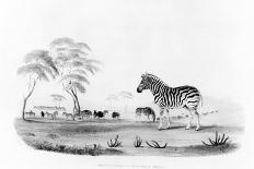 Equus Burchelli, or Burchell's Zebra, from 'Portraits of the Game and Wild Animals of Southern…-William Cornwallis Harris-Framed Stretched Canvas