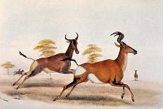 Moselekatse King of the Amazooloo, 1852-William Cornwallis Harris-Mounted Giclee Print