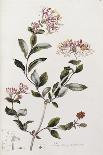 Plants, Tagetes Patula-William Curtis-Art Print