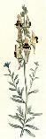 Virginian Tradescantia or Spiderwort-William Curtis-Art Print