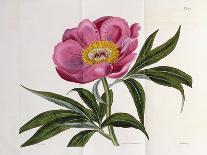 A Colour Plate from Curtis' Flora Londinesis-William Curtis-Giclee Print