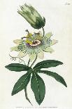 Plants, Trillium Cuneatum-William Curtis-Art Print