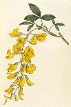 Plants, Cytisus Laburnum-William Curtis-Art Print