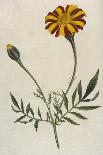 Virginian Tradescantia or Spiderwort-William Curtis-Art Print