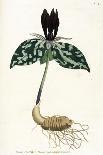 Leontoden Taraxacum from Flora Londinensis, 1777-1798-William Curtis-Giclee Print