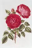 Plants, Tagetes Patula-William Curtis-Art Print