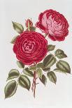 The Rose Perpetual Standard of Marengo-William Curtis-Giclee Print