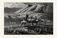 First Come, First Served! Deer-William de la Montagne Cary-Giclee Print