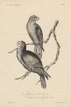 Spermestes Nigriceps (Male and Female) and Spermestes Fuscans, Litho by J.T. Bowen, 1850-William E. Hitchcock-Giclee Print