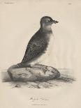 1. Psittacula Lineola and 2. Brotogeris Aurifrons, Litho by J.T. Bowen, 1850-William E. Hitchcock-Stretched Canvas