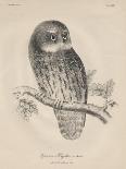 1. Psittacula Lineola and 2. Brotogeris Aurifrons, Litho by J.T. Bowen, 1850-William E. Hitchcock-Stretched Canvas