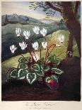 Thornton: Cyclamen-William Elmes-Stretched Canvas