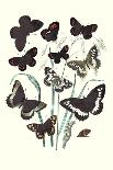Butterflies: N. Lucilla, L. Sibylla-William Forsell Kirby-Art Print