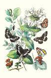Butterflies: P. Podaliris, P. Alexanor-William Forsell Kirby-Art Print