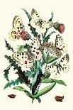 Butterflies: P. Apollo, P. Phoebus-William Forsell Kirby-Art Print