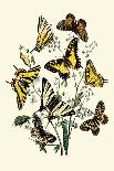 Butterflies: H. Circe, H. Hermione-William Forsell Kirby-Art Print