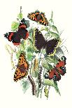 Butterflies: V. Atalanta, V. Antiopa-William Forsell Kirby-Art Print