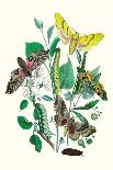 Butterflies: N. Lucilla, L. Sibylla-William Forsell Kirby-Art Print