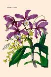 Orchid: Vanda Coerulescens-William Forsell Kirby-Art Print