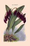 Orchid: Pleurothallis-Roezli-William Forsell Kirby-Art Print