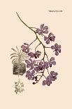 Orchid: Pleurothallis-Roezli-William Forsell Kirby-Art Print