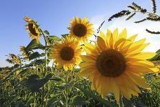 Sunflowers in Full Bloom During August in a Field Near Perugia, Umbria, Italy-William Gray-Photographic Print