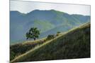Wood Mount