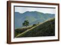 Brown Frame
