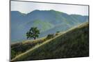 Wood Mount