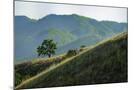 Wood Mount