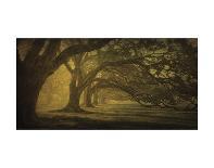 Silhouette Oak-William Guion-Art Print