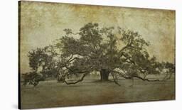Silhouette Oak-William Guion-Art Print