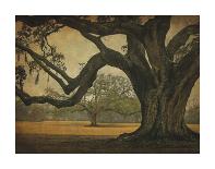 Two Oaks in Rain, Audubon Gardens-William Guion-Art Print