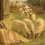 Sheep Feeding from an Upturned Grain Bag-William Gunning King-Giclee Print