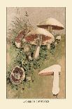 Agaricus Procerus-William Hamilton Gibson-Art Print