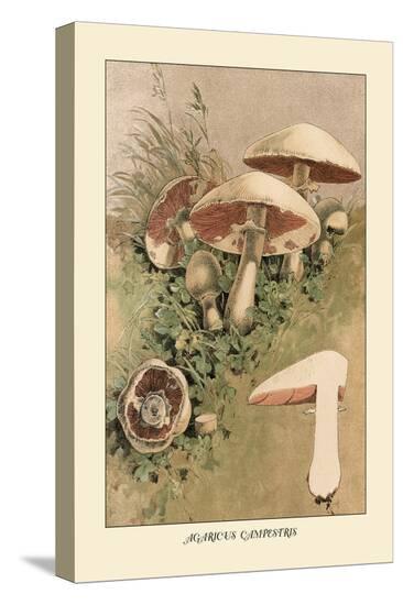 Stretched Canvas Print, , large
