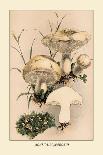 Agaricus Gambosus-William Hamilton Gibson-Art Print