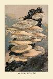 Agaricus Ostreatus-William Hamilton Gibson-Art Print