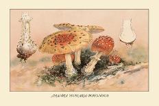 Amanita Muscaria Poisonous-William Hamilton Gibson-Art Print