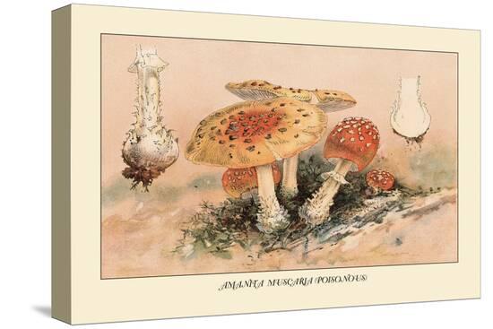Stretched Canvas Print, , large