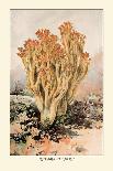 Agaricus Ostreatus-William Hamilton Gibson-Art Print