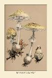 Amanita Muscaria Poisonous-William Hamilton Gibson-Art Print